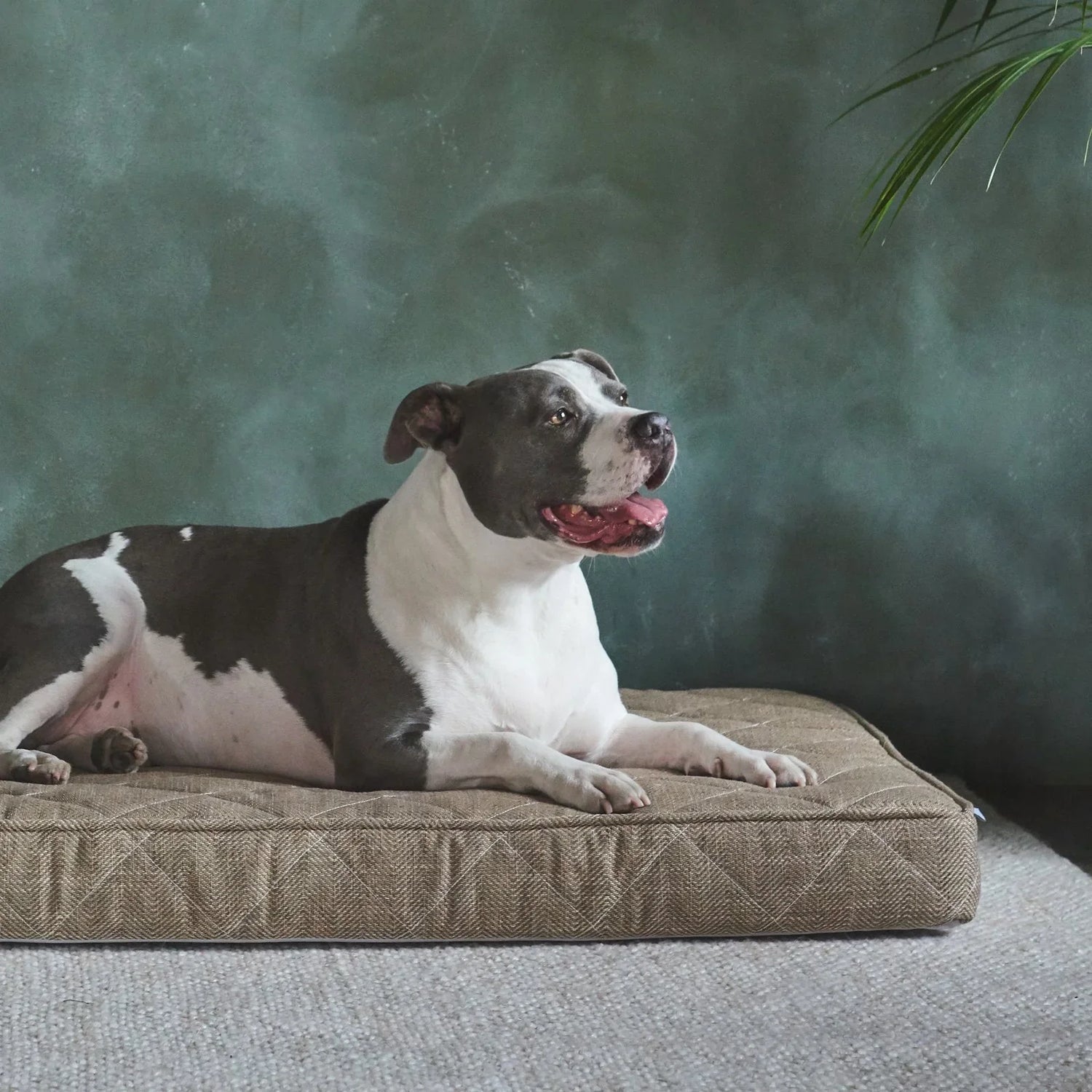 Pet Beds